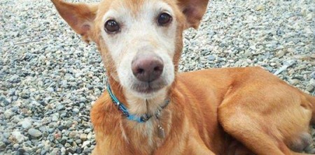 Jango – RE-HOMED