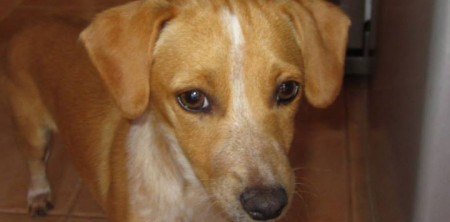Sandy – Re-homed