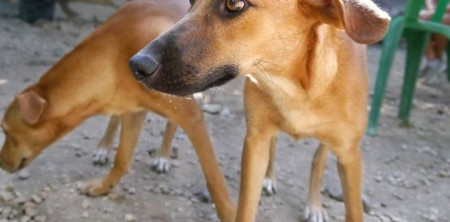Heidi