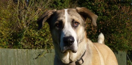 Barnie – Rehomed