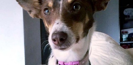 Nova