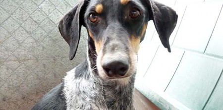 Stella