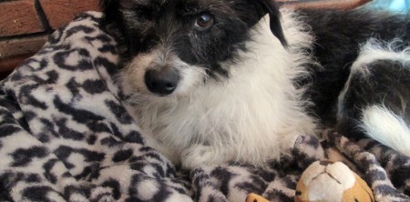 Patty – Rehomed