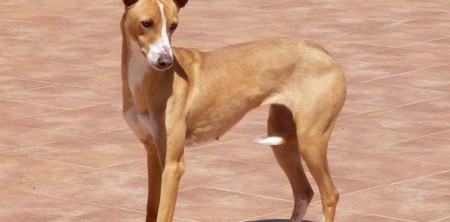 Jara
