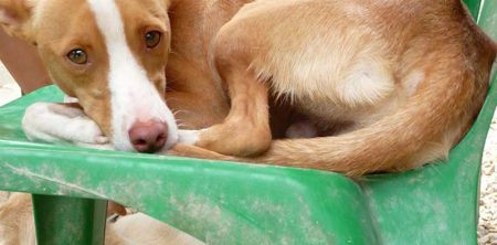 Kiko – now homed